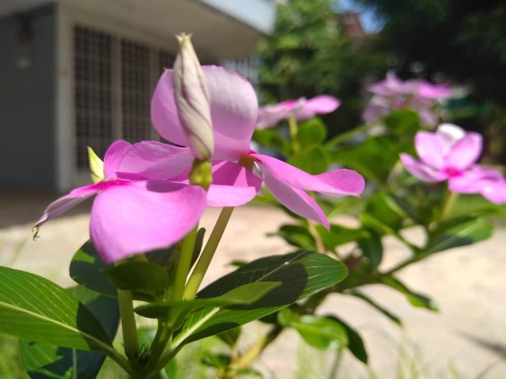 Kayangan Homestay Perlis For Mslim Only Кангар Экстерьер фото
